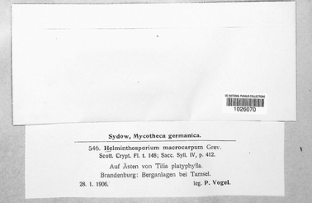 Bipolaris oryzae image